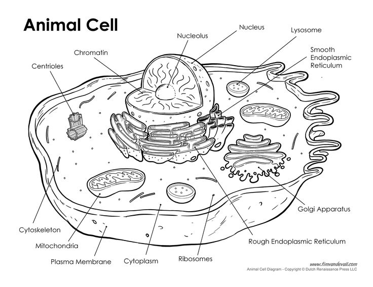Animal Cell Labeled