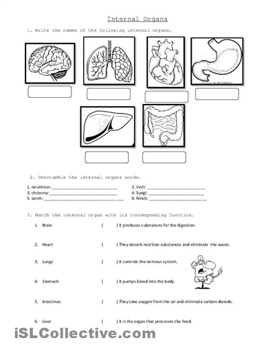 Free Internal Organs Worksheet