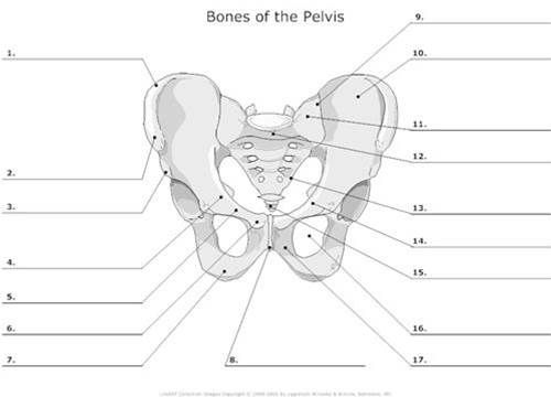 Image Result For Anatomy Labeling Worksheets