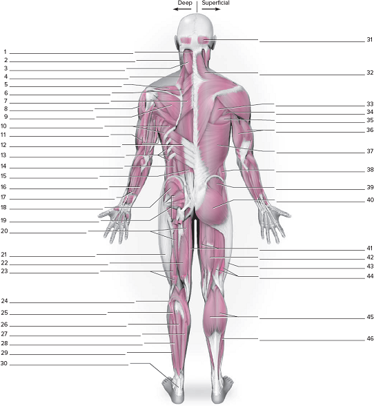Posterior Muscular System Worksheeton The Posterior Mus
