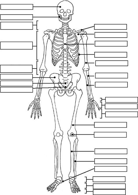 Skeleton Label Worksheet With Answer Key