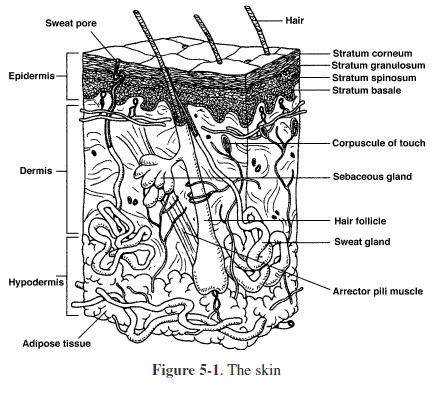 Anatomy Of Skin Worksheet Diagram To Label Science Human Free Worksheets Samples Anatomy Of Skin Worksheet Diagram To Label Science Human Free Worksheets Samples