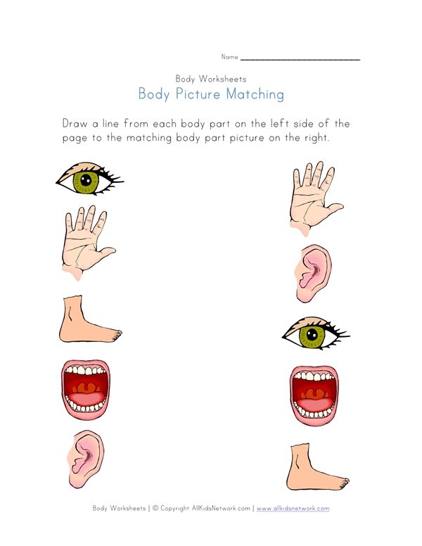 Body Part Picture Matching Worksheet