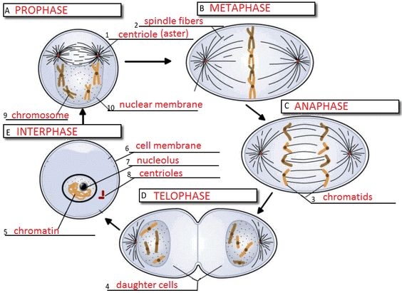 Cell Cycle Labeling Worksheet Answers