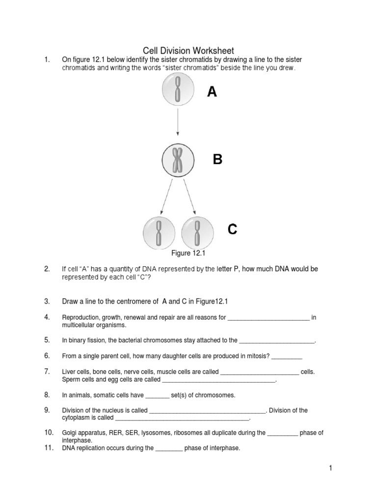 Cell Division Worksheets Answers