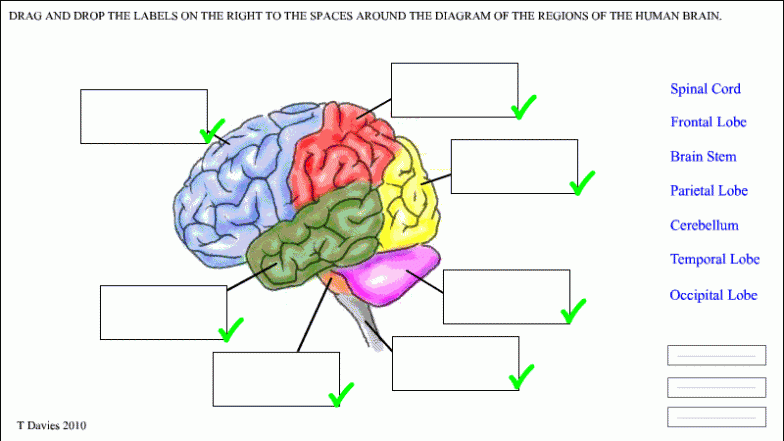 Brain Parts Worksheet