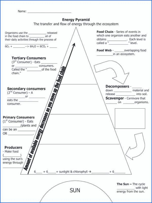 Ecology Worksheets For High School
