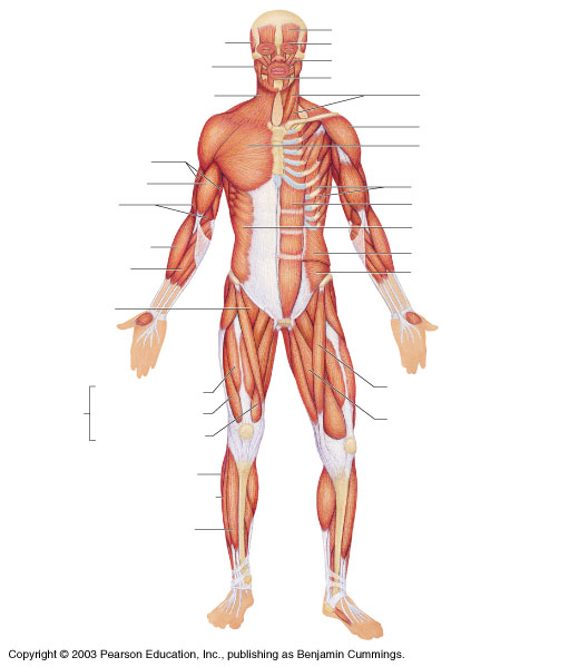 Label Muscles Worksheet Worksheets For All