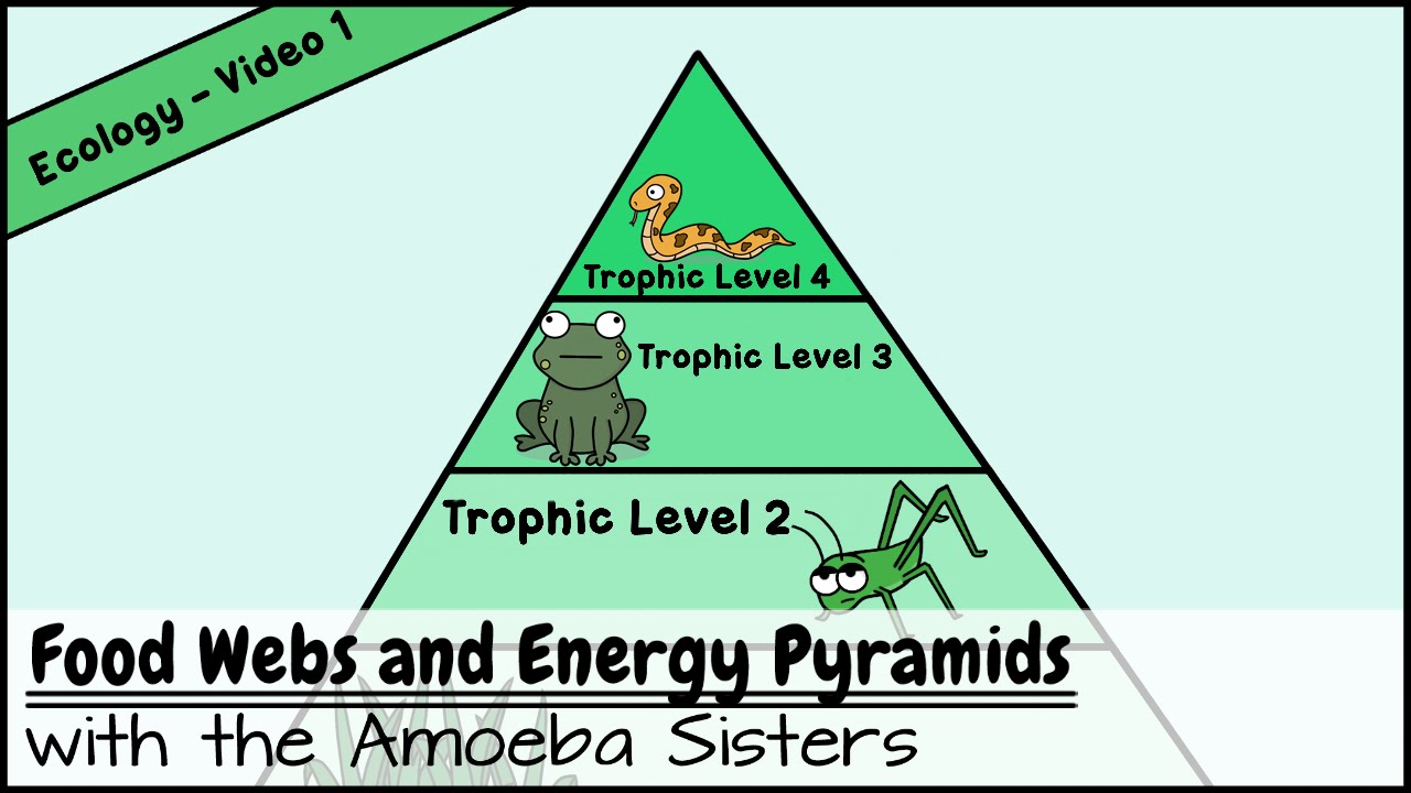 Food Web Pyramid