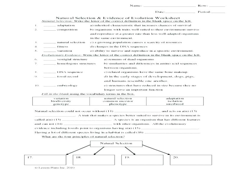 Principles Of Natural Selection Worksheet Answers