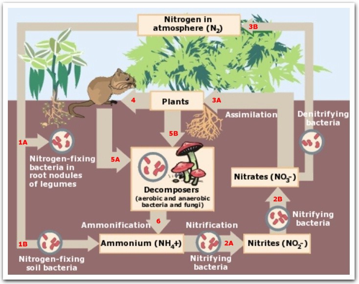 Image Map Of The Nitrogen Cycle    What Happens In The Soil