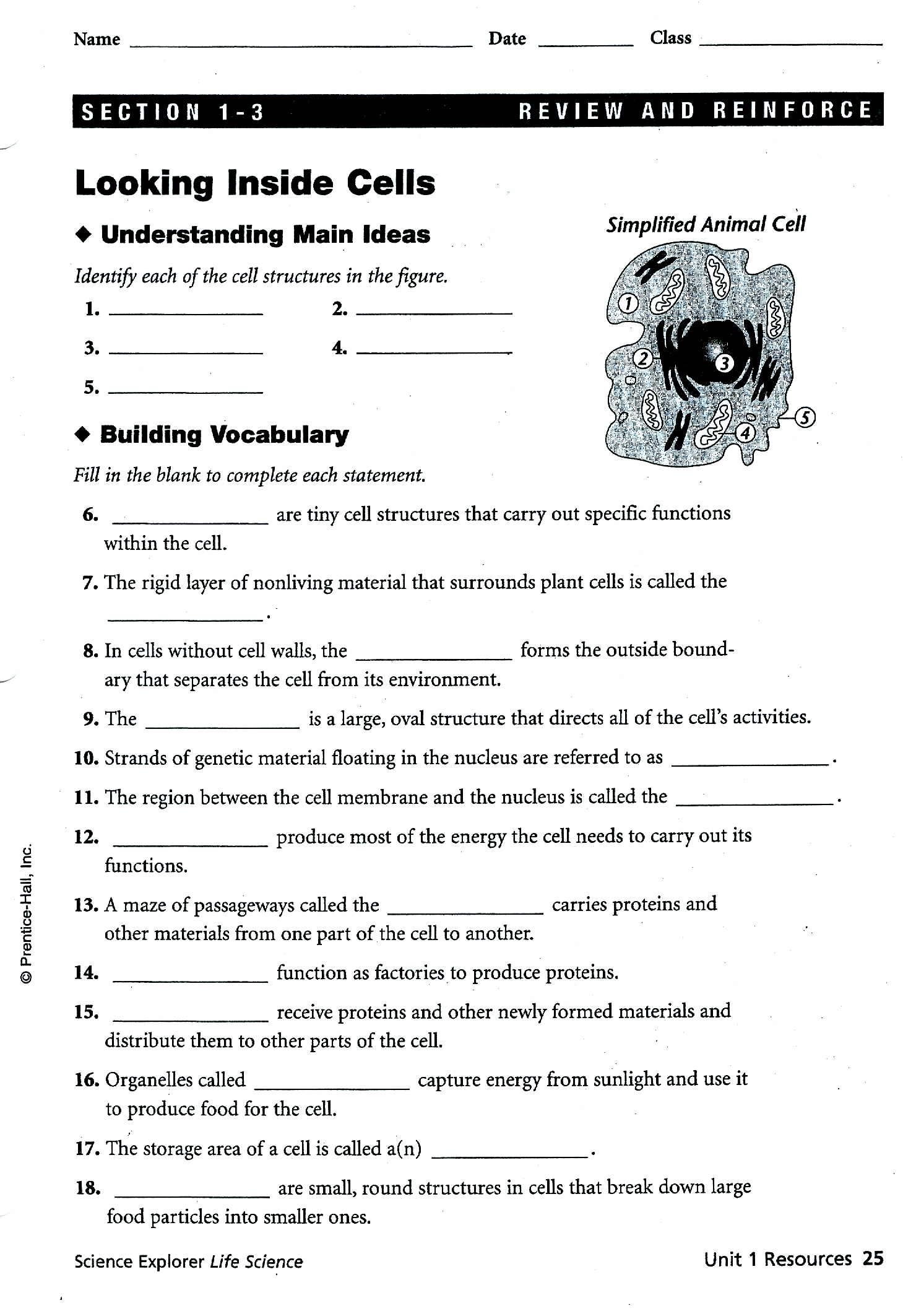 Pearson Education Inc Worksheet Answers  1161179