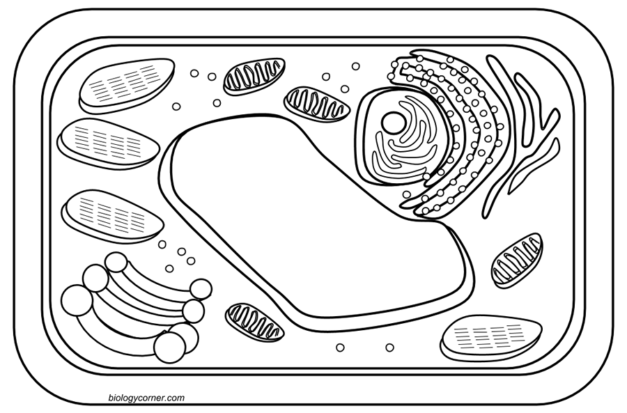 Plant Cell Coloring Sheet Key