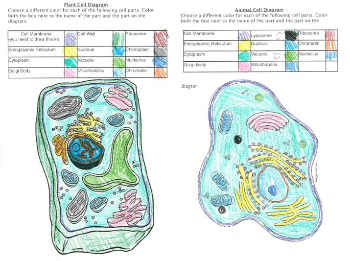Plant Cell Coloring Sheet Answer Key   Simple Coloring Pages