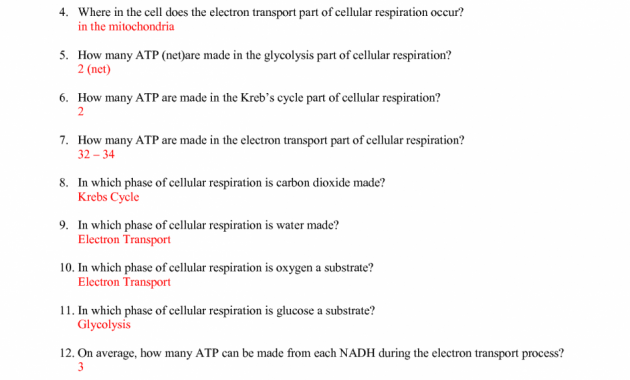 Cell Cycle Labeling Worksheet Key