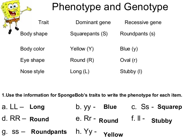 Spongebob Genetics Worksheet Answers Bikini Bottom Genetics