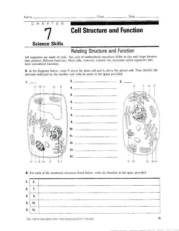 Cell Organelles Worksheet Worksheets On Grade Living Environment
