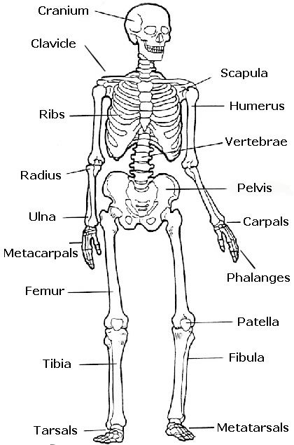 Halloween Skeleton Template Cut Out