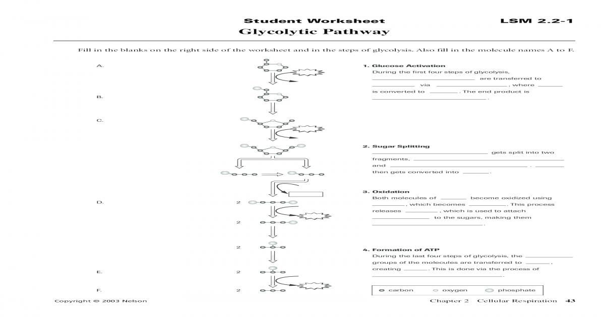 Glycolysis Worksheet | Free Worksheets Samples