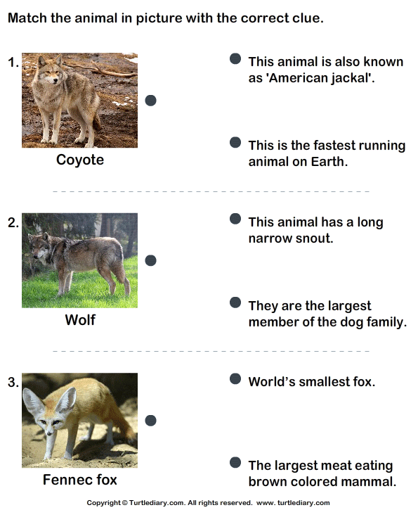 Fact file about animals. Facts about animals for Kids. Interesting facts about animals. Interesting facts about animals for Kids. Funny facts about animals for Kids.