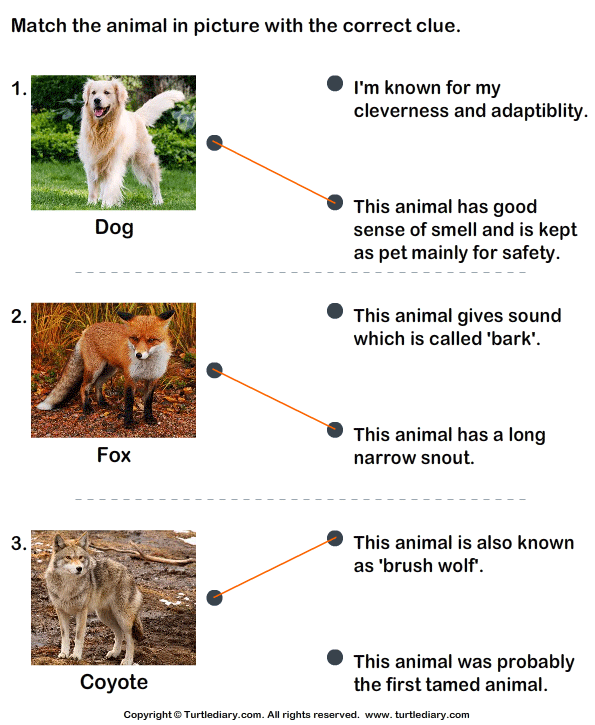 Animal Facts Worksheet