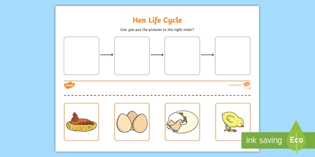 Hen Life Cycle Worksheets