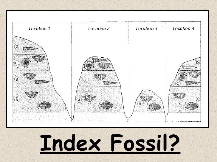 Index Fossils Activity Index Fossils Activity