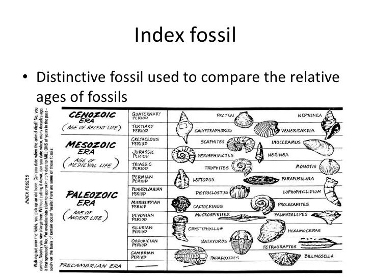 Index Fossils Activity Index Fossil Worksheet Free Worksheets Samples Index Fossils Activity Index Fossil Worksheet Free Worksheets Samples