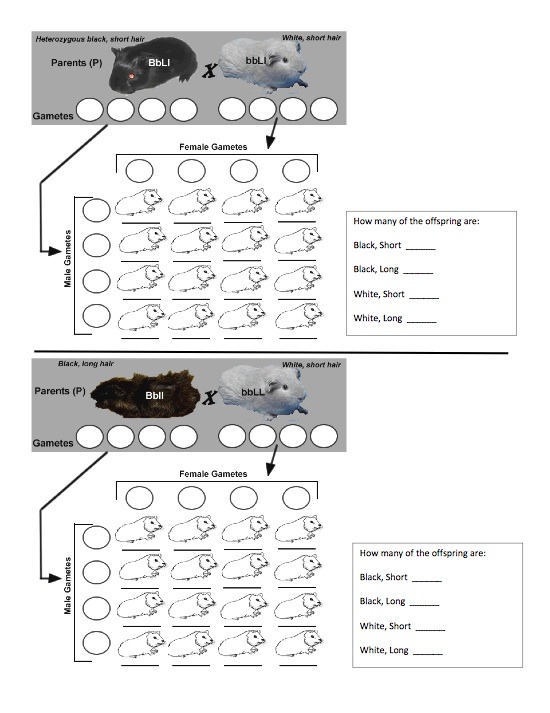 Dihybrid Cross Worksheet Answer Key  13 Worksheet