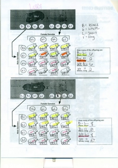 Dihybrid Cross Worksheet Answer Key Worksheets For All
