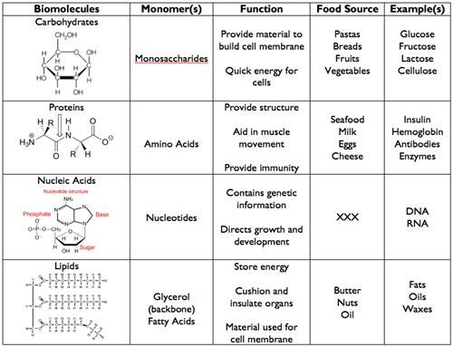4 Major Biomolecules