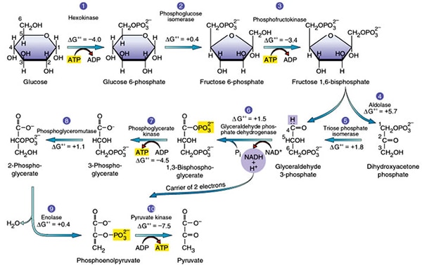 Glycolysis