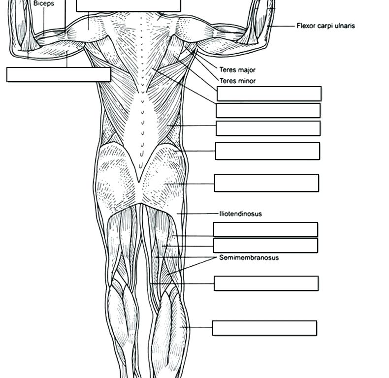 Human Anatomy Labeling Worksheets