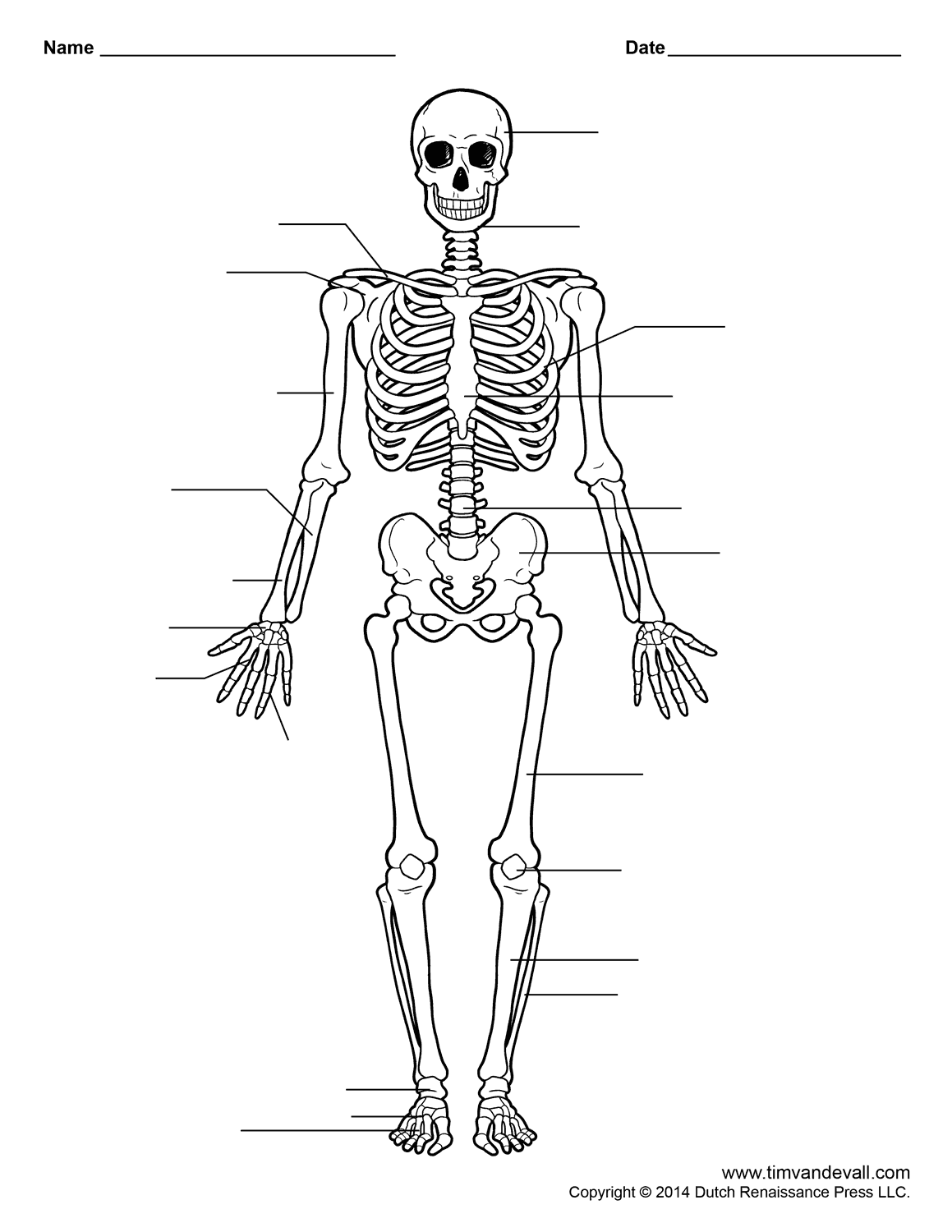 Blank Bone Diagram