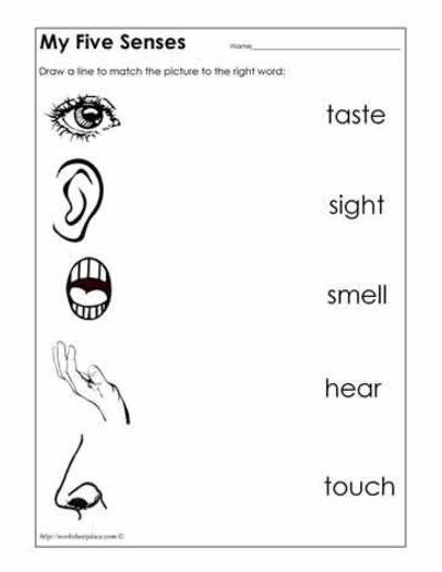 Our Five Senses Worksheet Worksheets For All