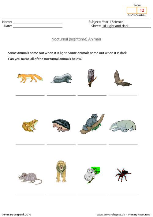 Nocturnal Animals