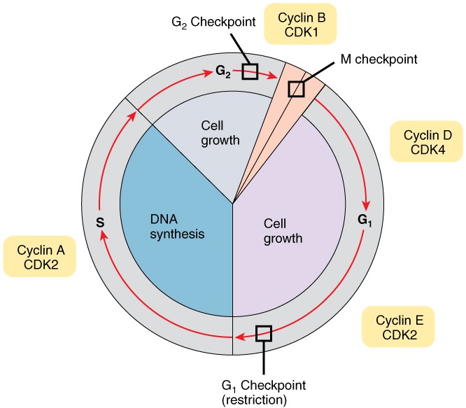 3 5 Cell Growth And Division â Anatomy And Physiology