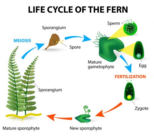 Life Cycle Of The Fern