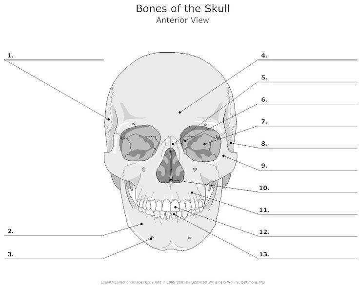 Skull Bones Unlabeled