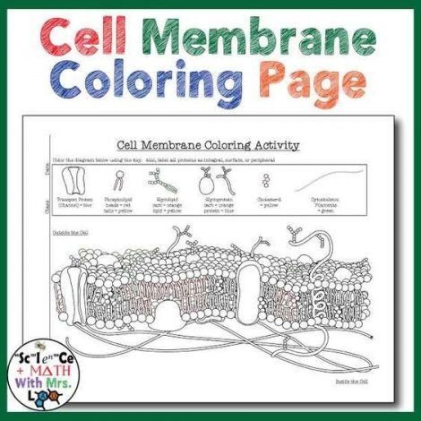Cell Membrane Coloring Worksheet Answer Key 1