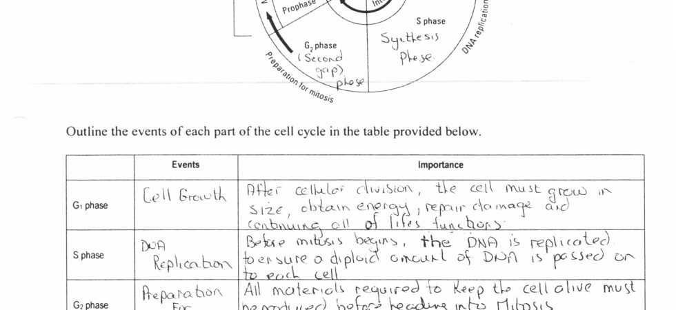 48 Cell Cycle Coloring Worksheet Answer Key Xg0x â Draw Alimy Us