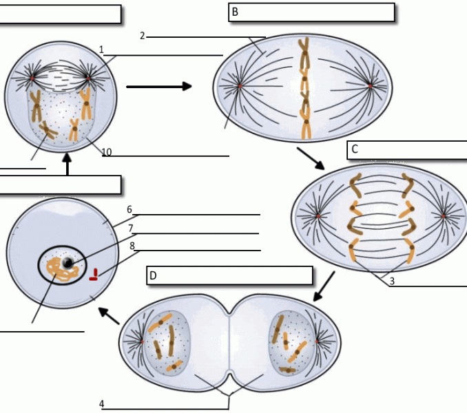Cell Cycle Coloring Worksheet Key Free Worksheets Samples