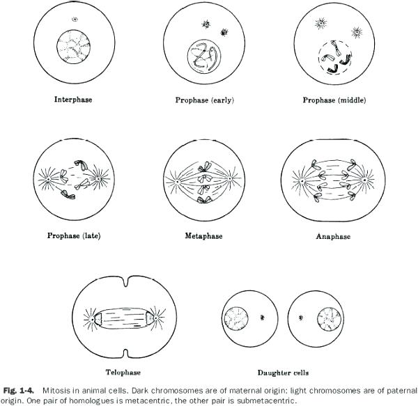 Cell Membrane Color Worksheets Answers