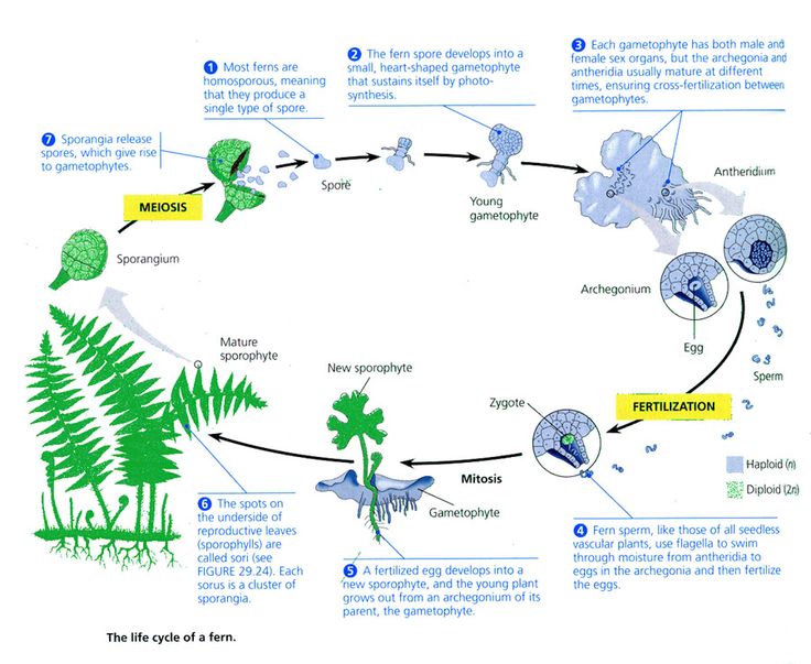 Life Cycle Of The Fern