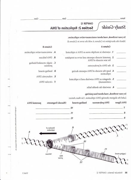 Dna Structure And Replication Worksheet Key Or Pogil Answers With