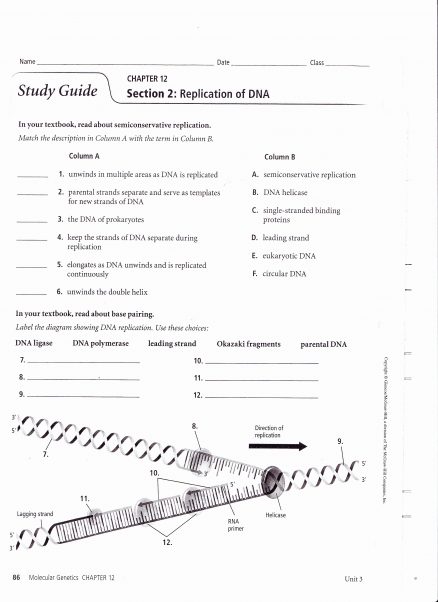 Dna Structure And Replication Worksheet Key Or Pogil Answers With