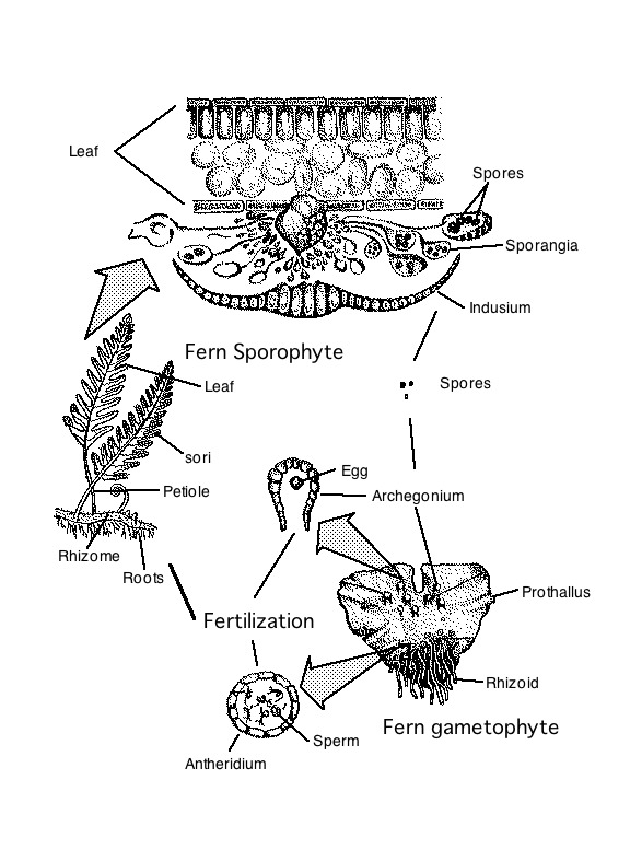 Plant Biology And Ecological Principles
