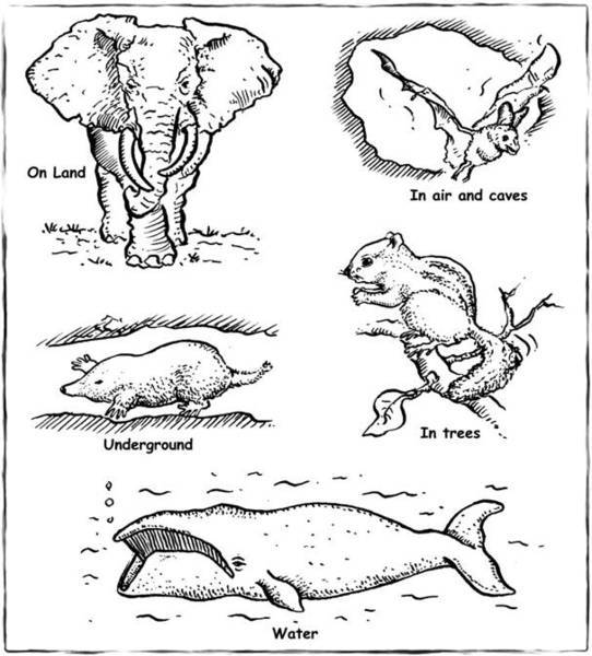 Animal Shelter Worksheets Animal Shelter Worksheets