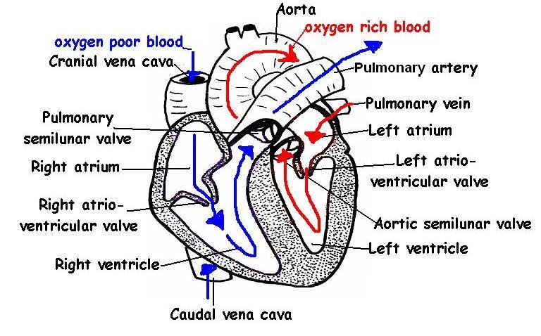 Heart Worksheet Answers