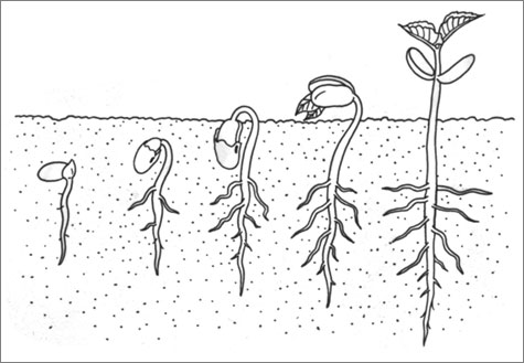 Life Cycle Of A Plant